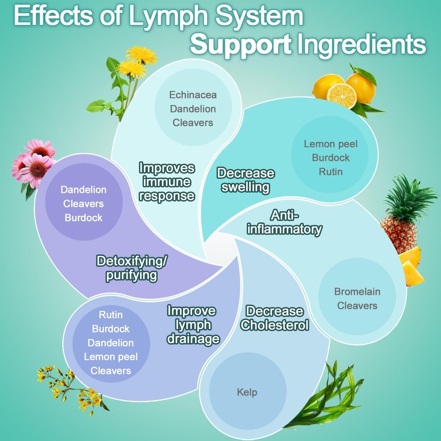 EOCUTE Lymph System Support Supplement – Lymphatic Drainage with Echinacea & Dandelion, 120 Count (2 Bottles) For Women & Men