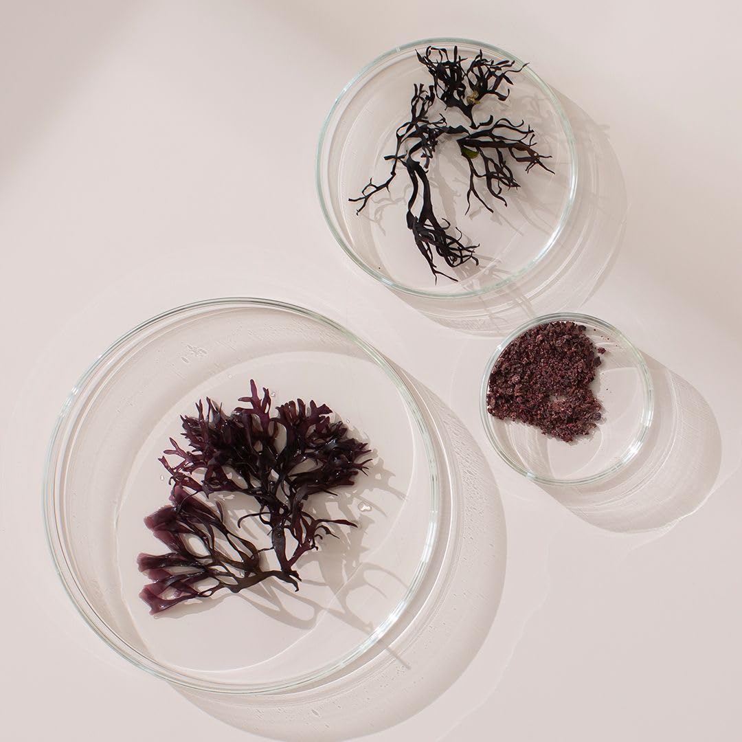 NEW NORDIC Irish Sea Moss Extract | Tri-Algae Complex | Vegan & Gluten Free | 30 Tablets