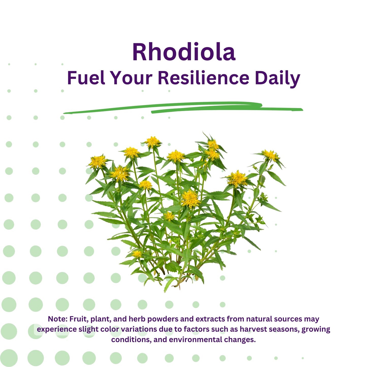 Paradise Herbs Rhodiola Extract 500mg | Ultra Pure, Vegan, Non-GMO, Gluten Free – 60 Vegetarian Capsules