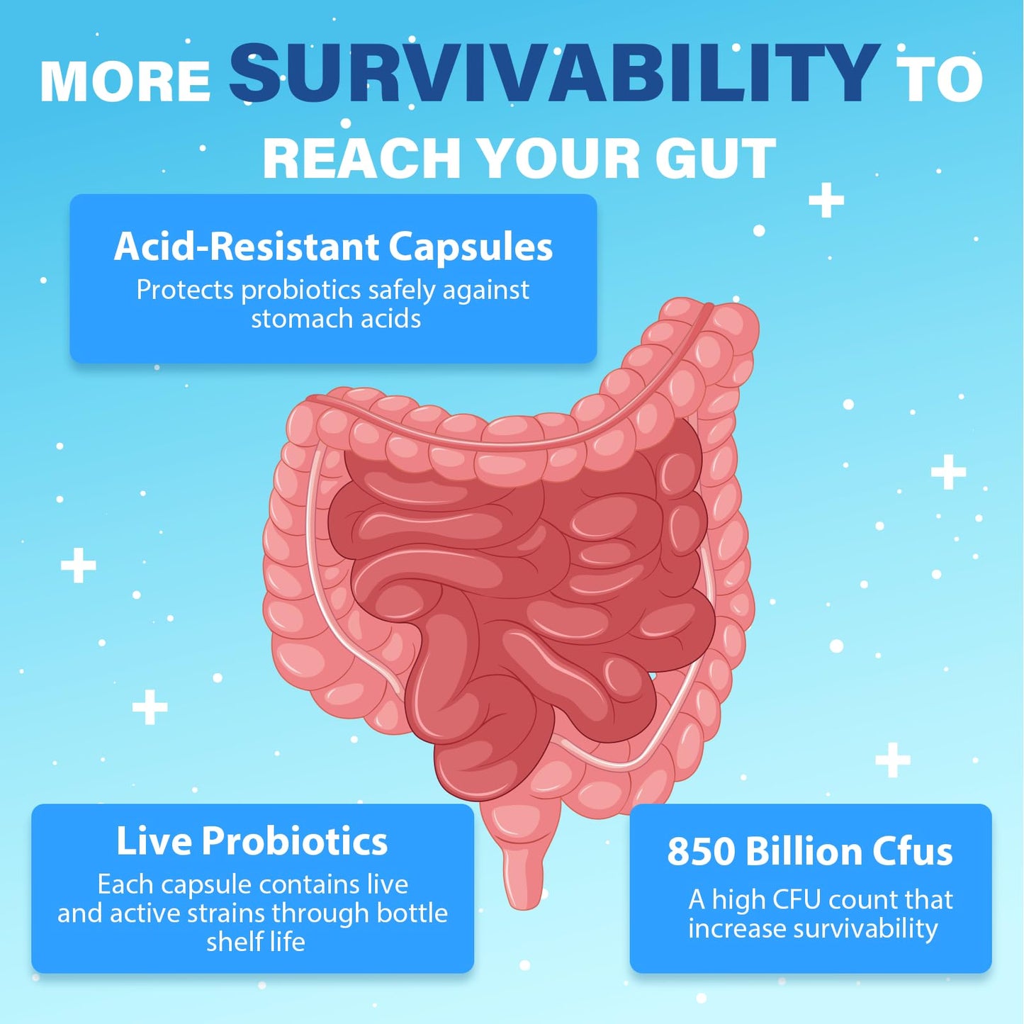 QIVERNAMY Probiotics for Men 50+ — 850B CFU, CoQ10, 360 Caps, 1800mg Prebiotic Fiber