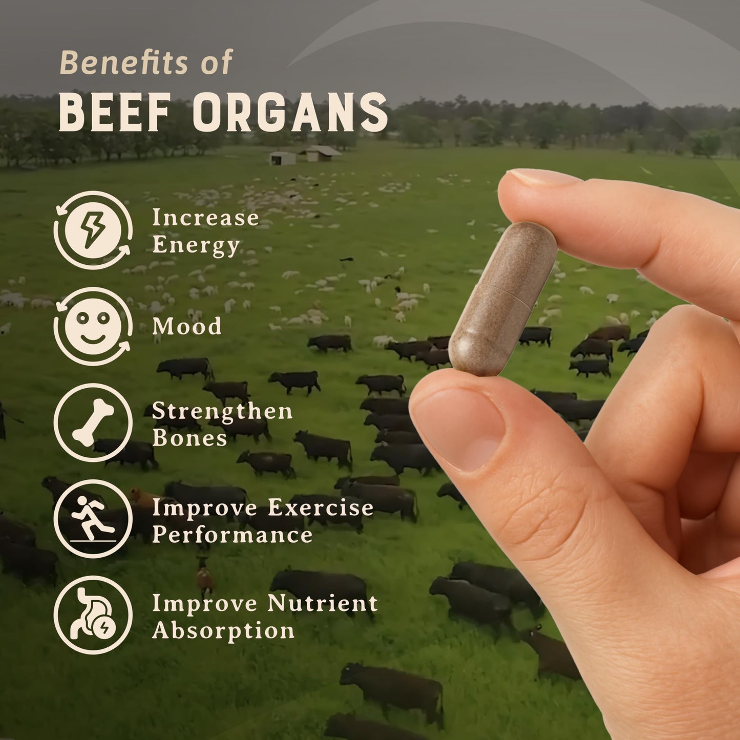 HEART & SOIL – Grass-Fed Beef Organ Supplements (Liver, Heart, Kidney, Pancreas & Spleen) – 180 Capsules