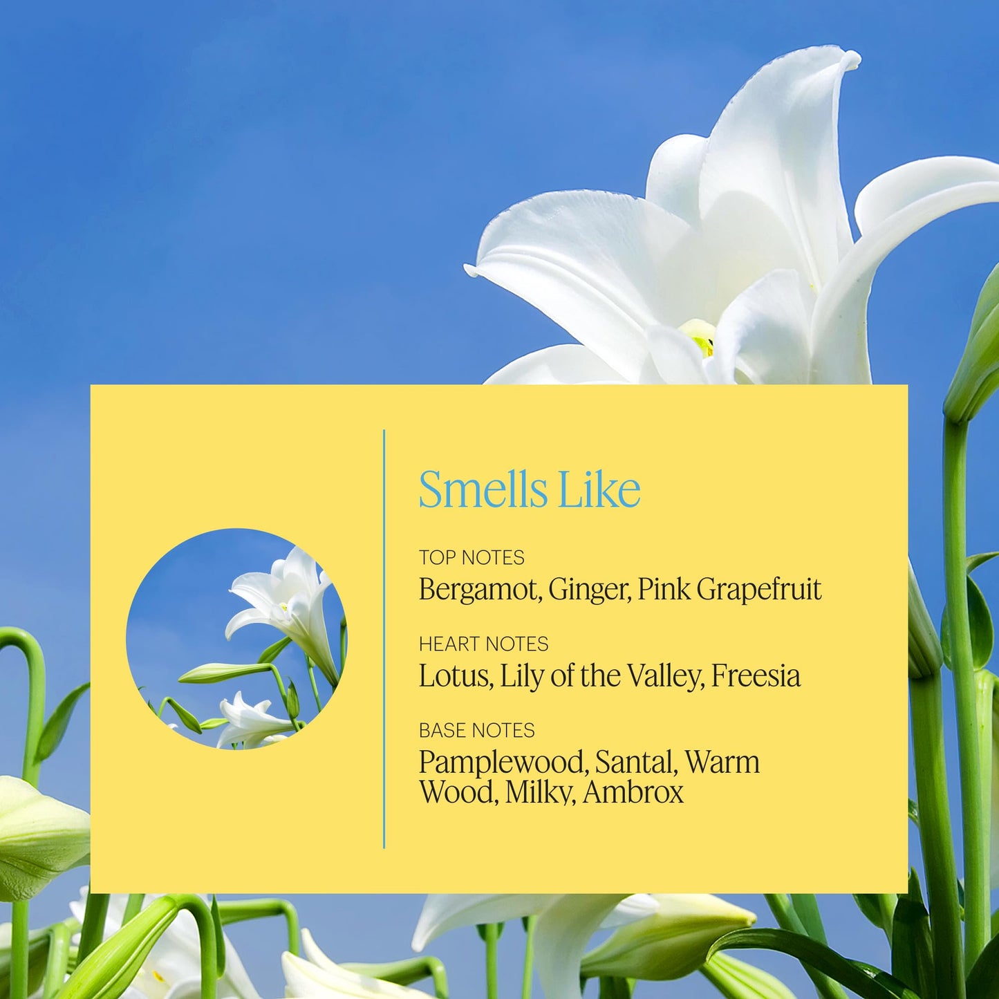 AERA Mini Zephyr: Essential Oil Capsule for Mini Diffuser (Lotus, Sandalwood, Lily)