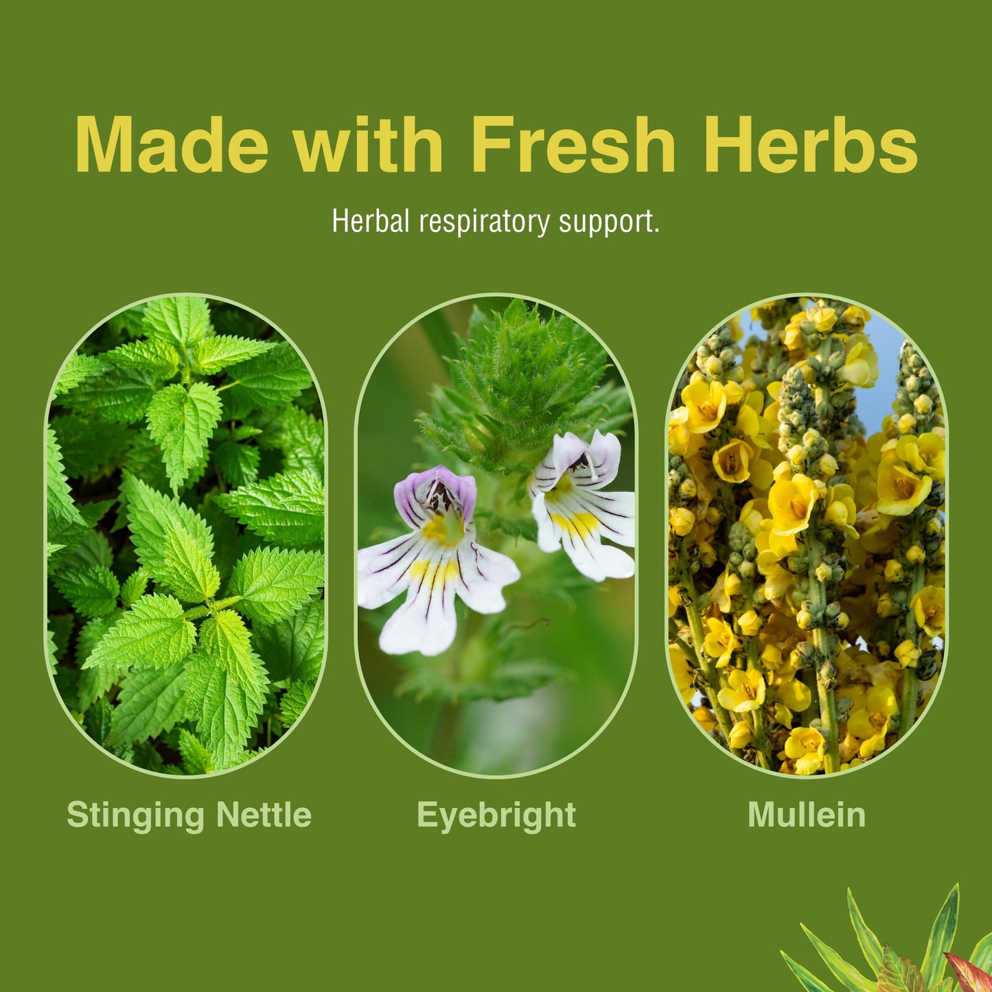 Herbs Etc. Allertonic – Healthy Breathing Support, 120 Softgels