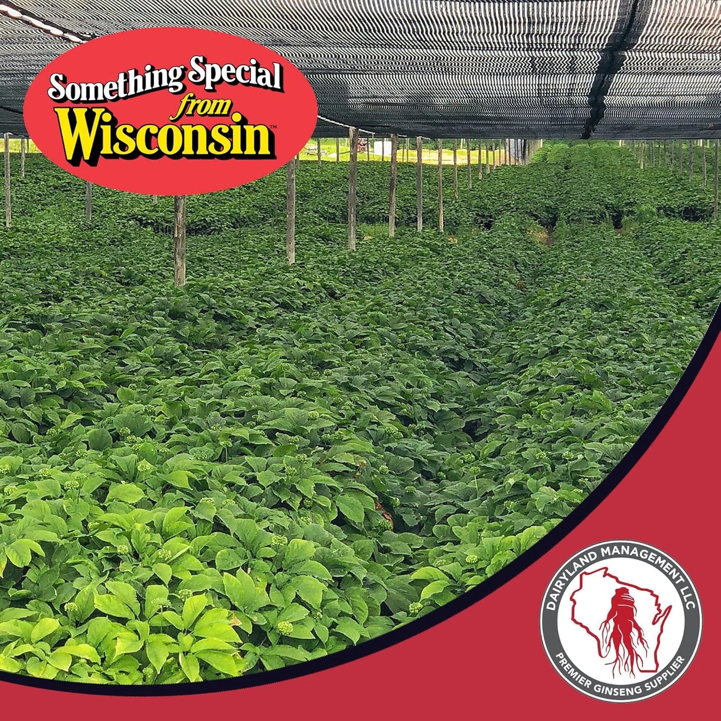 Dairyland Concentrated American Ginseng Powder 西洋参 - 8 oz Pack of Wisconsin Ginseng Powder - Non-GMO, Gluten Free - Herbal Supplement for Smoothies, Baking, Tea