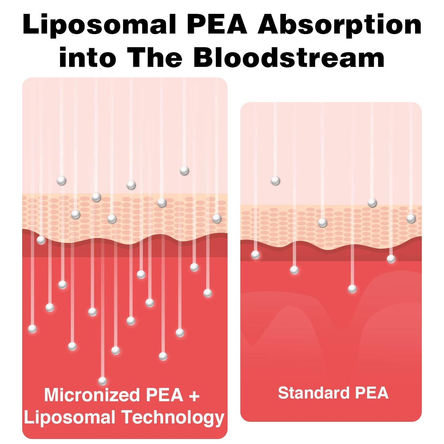 Liposomal Palmitoylethanolamide (PEA) 1000 mg + Luteolin 100 mg | Micronized 99% Purity | 360 Softgels