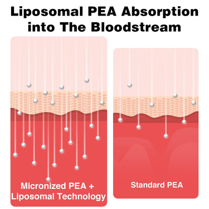 Liposomal Palmitoylethanolamide (PEA) 1000 mg + Luteolin 100 mg | Micronized 99% Purity | 360 Softgels