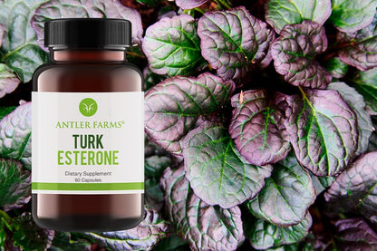 Antler Farms Turkesterone 60 Capsules 500mg Pack of 2 | Ajuga Turkestanica 10% Turkesterone