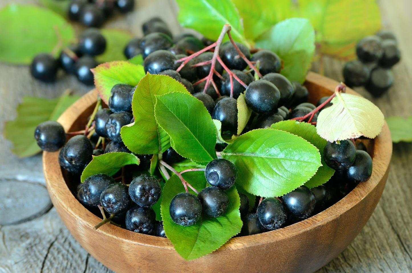 GUT BAR Aronia Powder | Aronia Berry Powder | 52 Servings | Digestive Support & Gut Health
