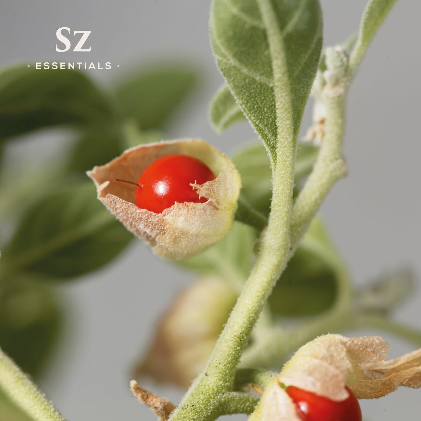 SZ Essentials Ashwagandha Essential Oil – 100% Pure & Natural (0.17oz)