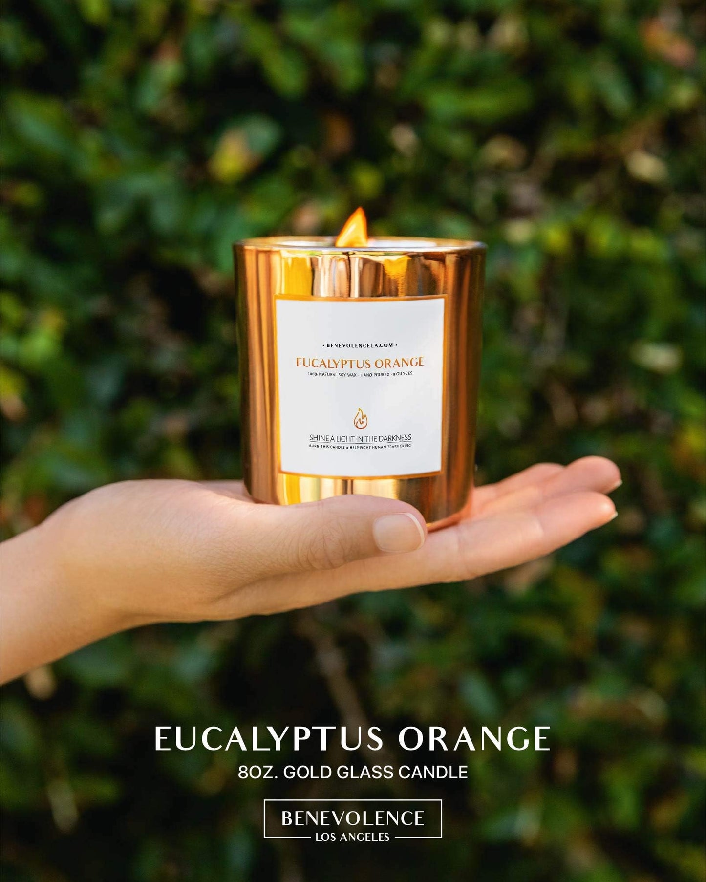 Benevolence LA Eucalyptus Orange Wood Wick Candle | 8oz, 45 Hour Burn