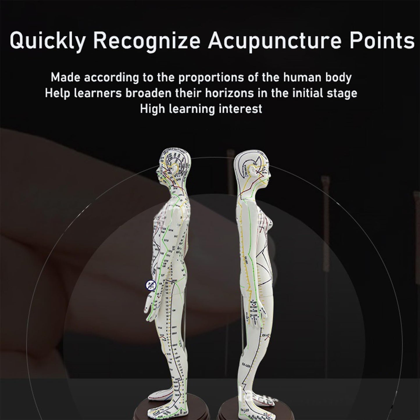 Body Acupuncture Model 20.5 Inches – English Points, Meridians Doll, High-Definition Acupoints for Student Practice