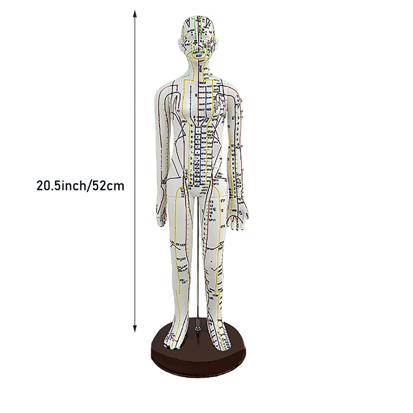 Body Acupuncture Model 20.5in – English Points & Meridians (Female)