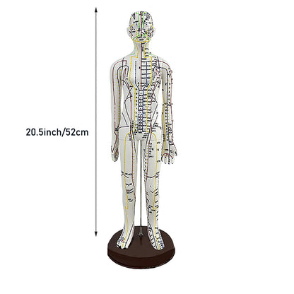 Body Acupuncture Model 20.5in – English Points & Meridians (Female)