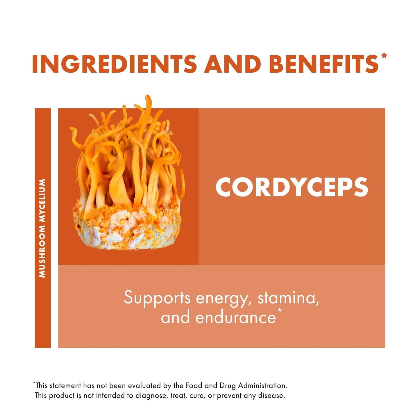 Host Defense Cordyceps Capsules – Immune & Energy Support (120 Capsules)