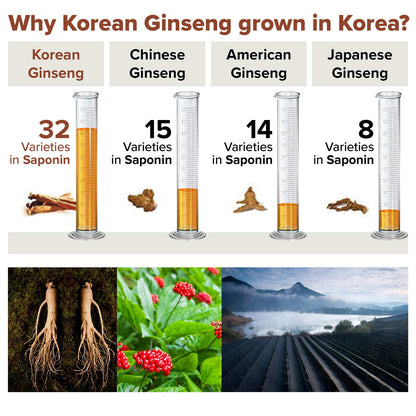 BTGIN Korean Red Ginseng Extract 3000mg – Immune Support & Focus