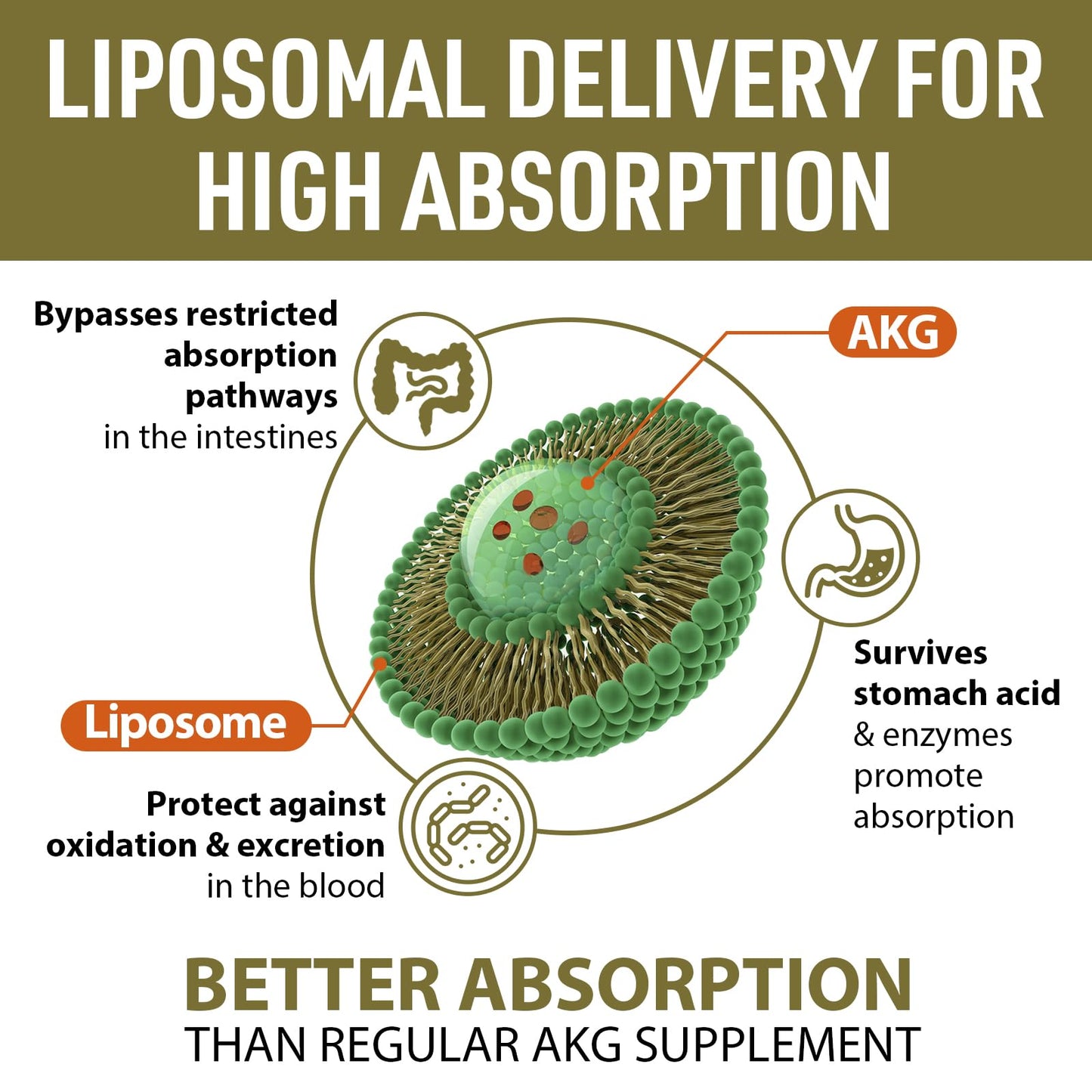 AJAXERRUE Liposomal Calcium AKG 1500 MG – Energy, Longevity & Metabolic Support | 600 Softgels