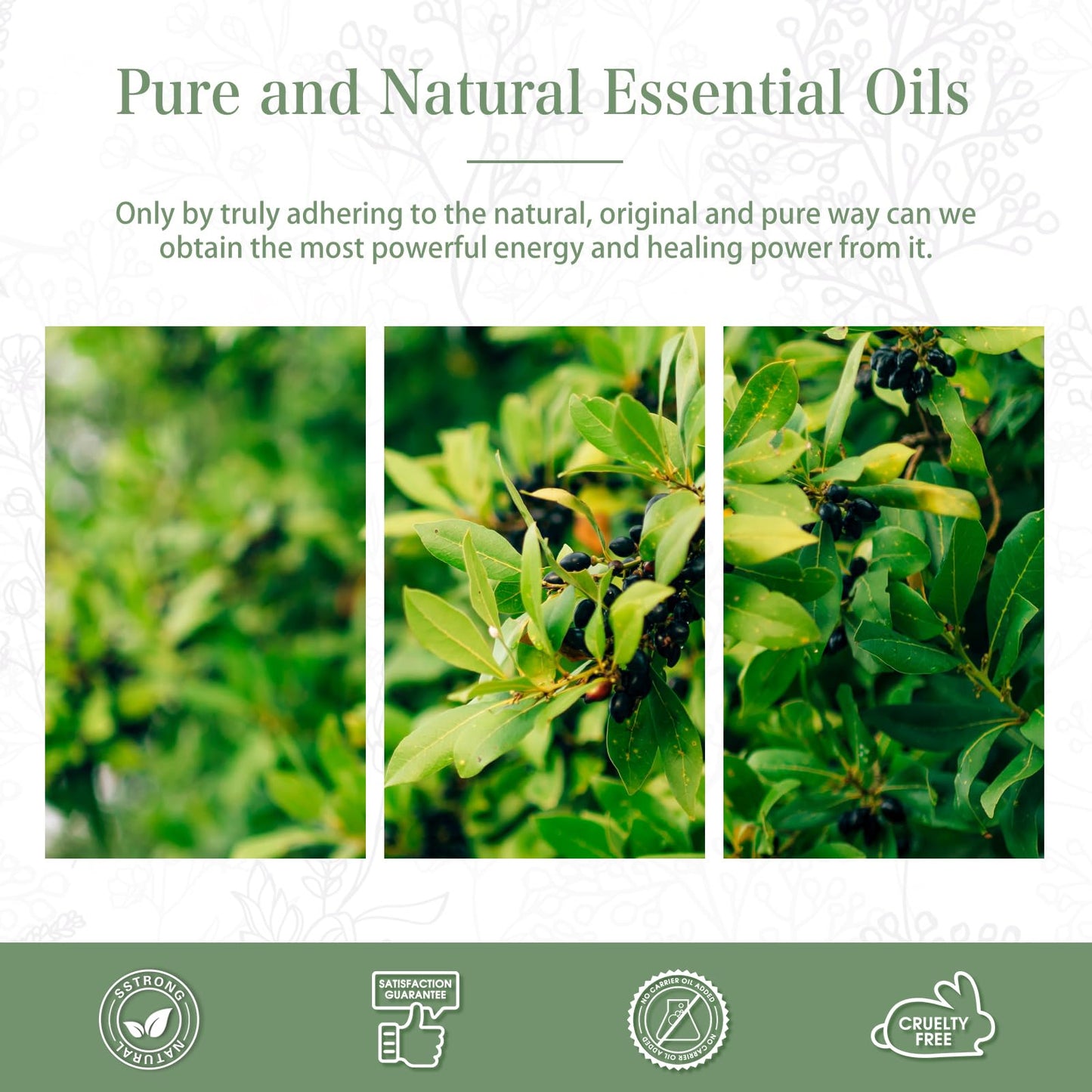 Camphor Essential Oil 100ml | PHATOIL Aromatherapy for Diffusers, DIY Candles & Soaps