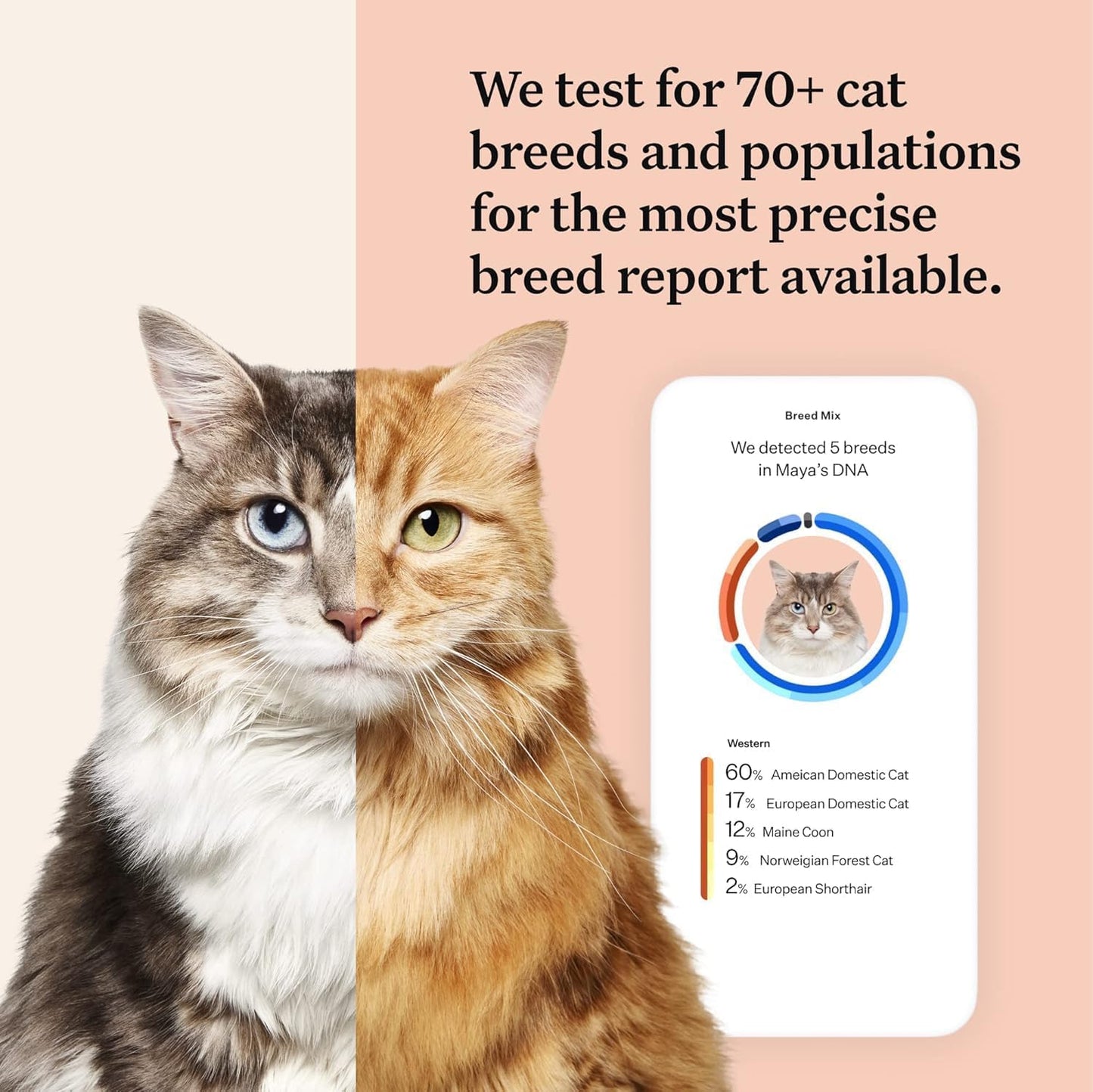 Wisdom Panel Complete Cat DNA Test - 70+ Breeds, 45 Health Conditions