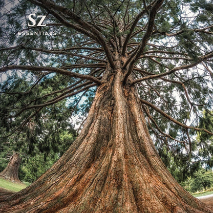 Sz Essentials - Cedarwood Essential Oil (Cedrus atlantica) – Therapeutic Grade, 100% Pure & Natural, 5ml (0.17 fl oz)