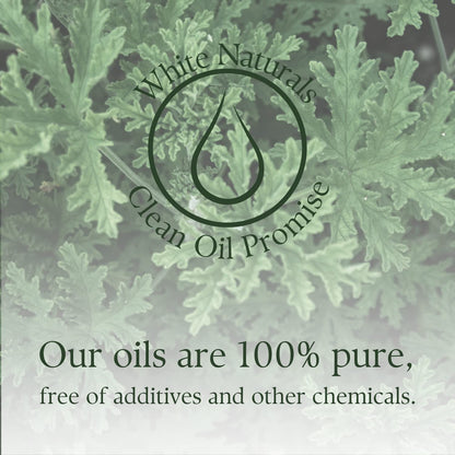 Citronella Essential Oil - Pure & Natural, Premium Grade for Aromatherapy