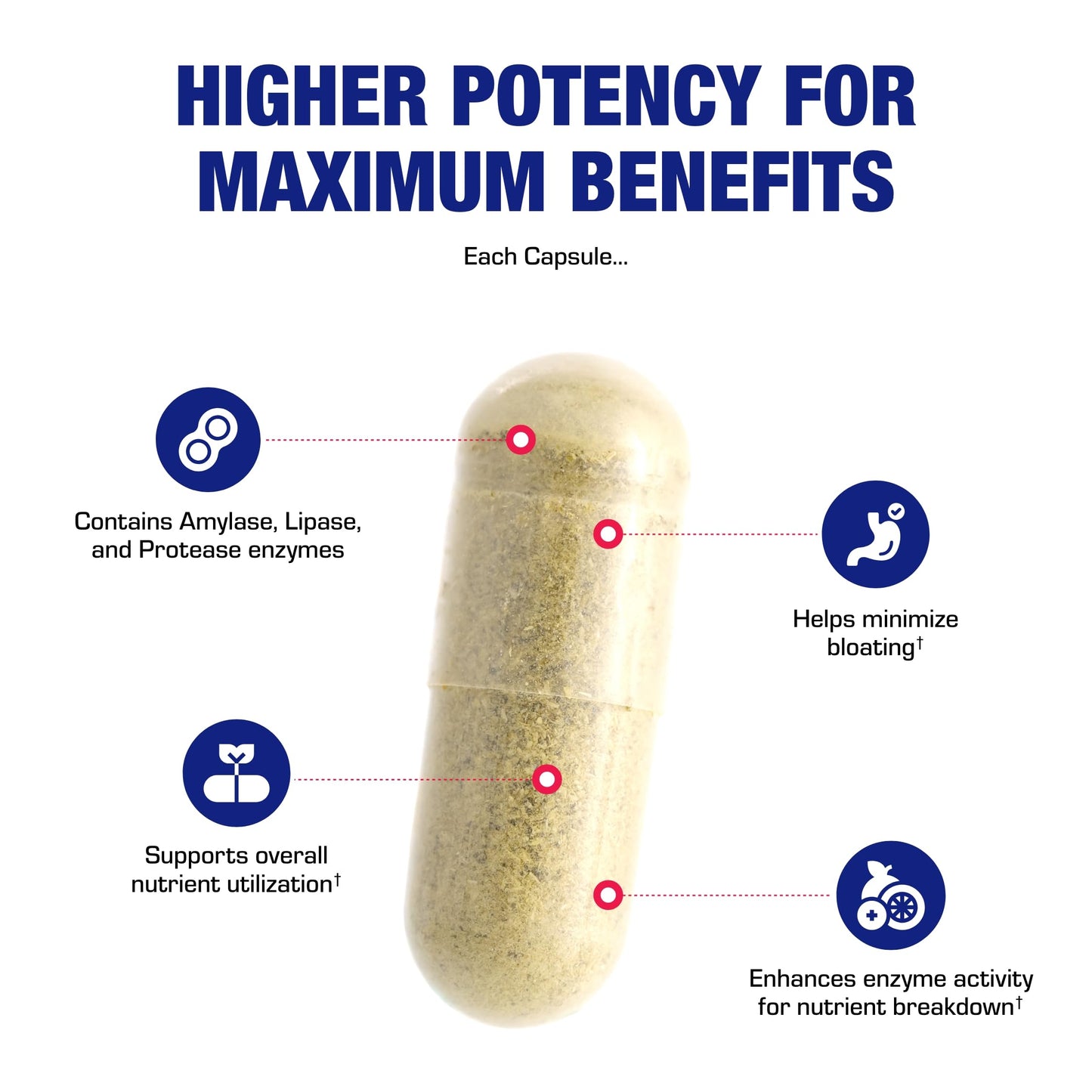 Multi Digestive Enzymes with Ox Bile – Clinical Strength Pancreatic Enzymes for Protein, Carbs & Fat