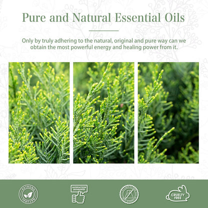 Cypress Essential Oil 100ml | PHATOIL Aromatherapy for Diffuser, Candle & DIY