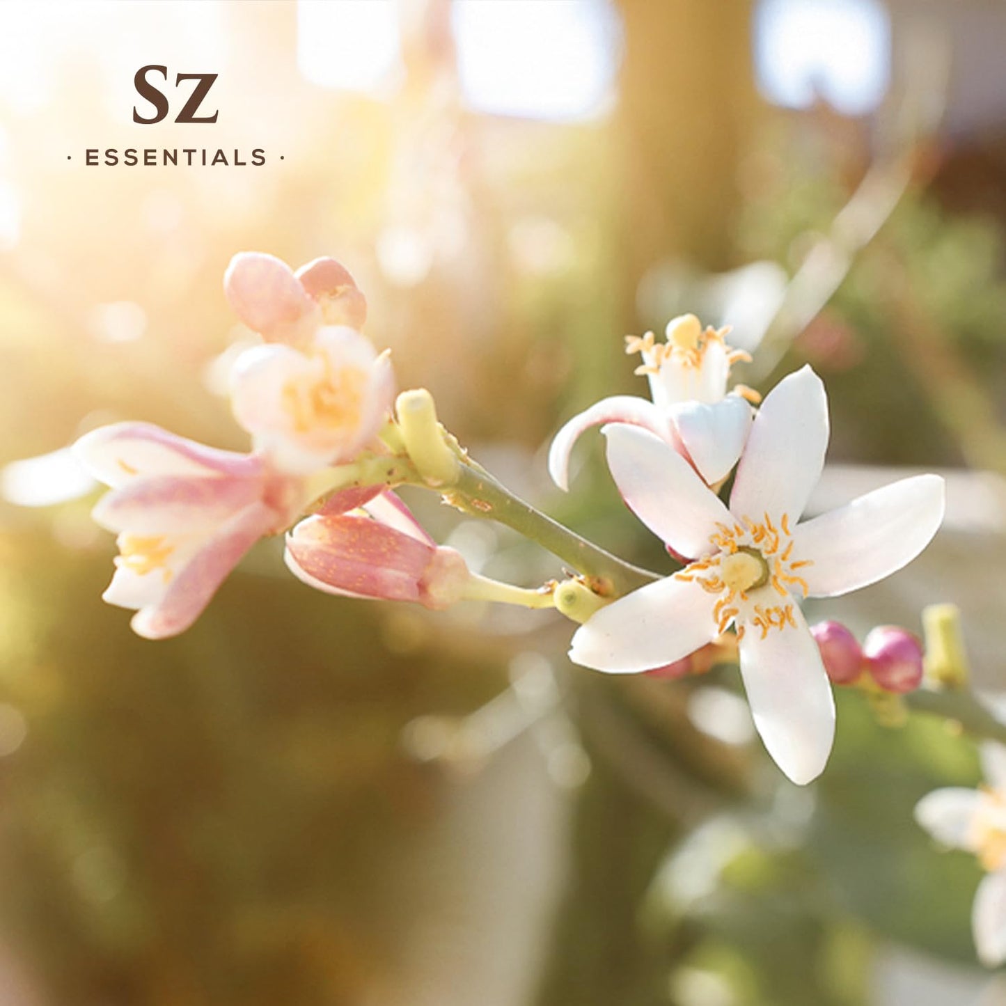 Sz Essentials Daidai Blossom Essential Oil – 100% Pure Neroli-Daidai, 0.17oz