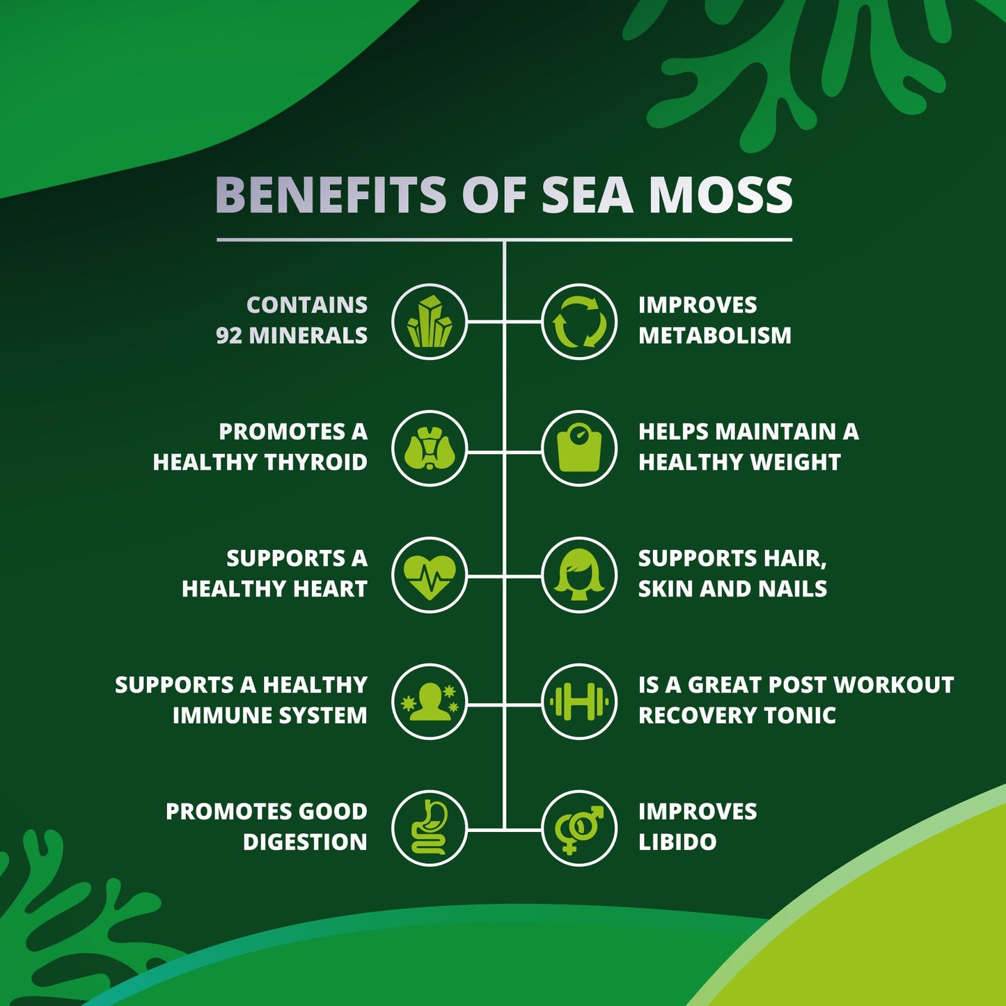 Sea Moss All-in-One Capsules with Black Seed, Turmeric & Ashwagandha