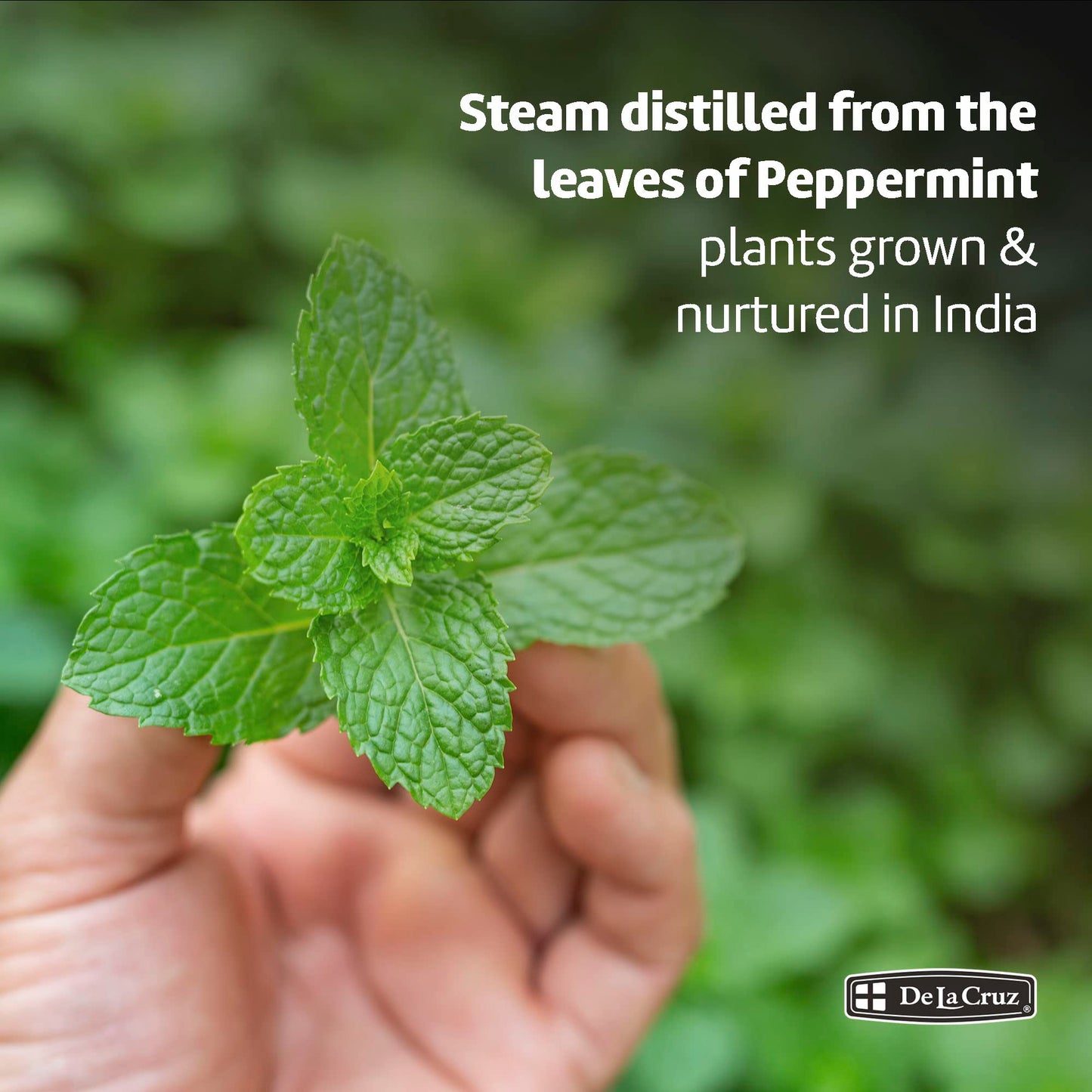 De La Cruz Peppermint Essential Oil - 100% Pure Steam Distilled 2 fl oz for Aromatherapy