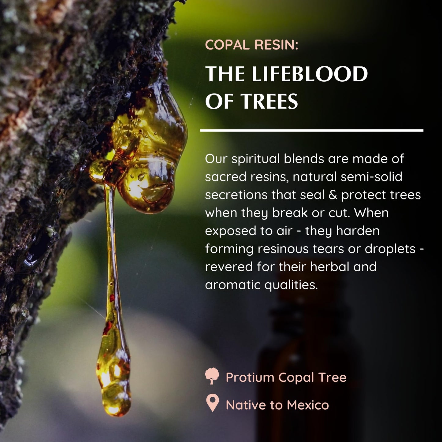 Copal Resin Diffuser Blend 30ml by Aromafume – Protium Copal (Mexico)