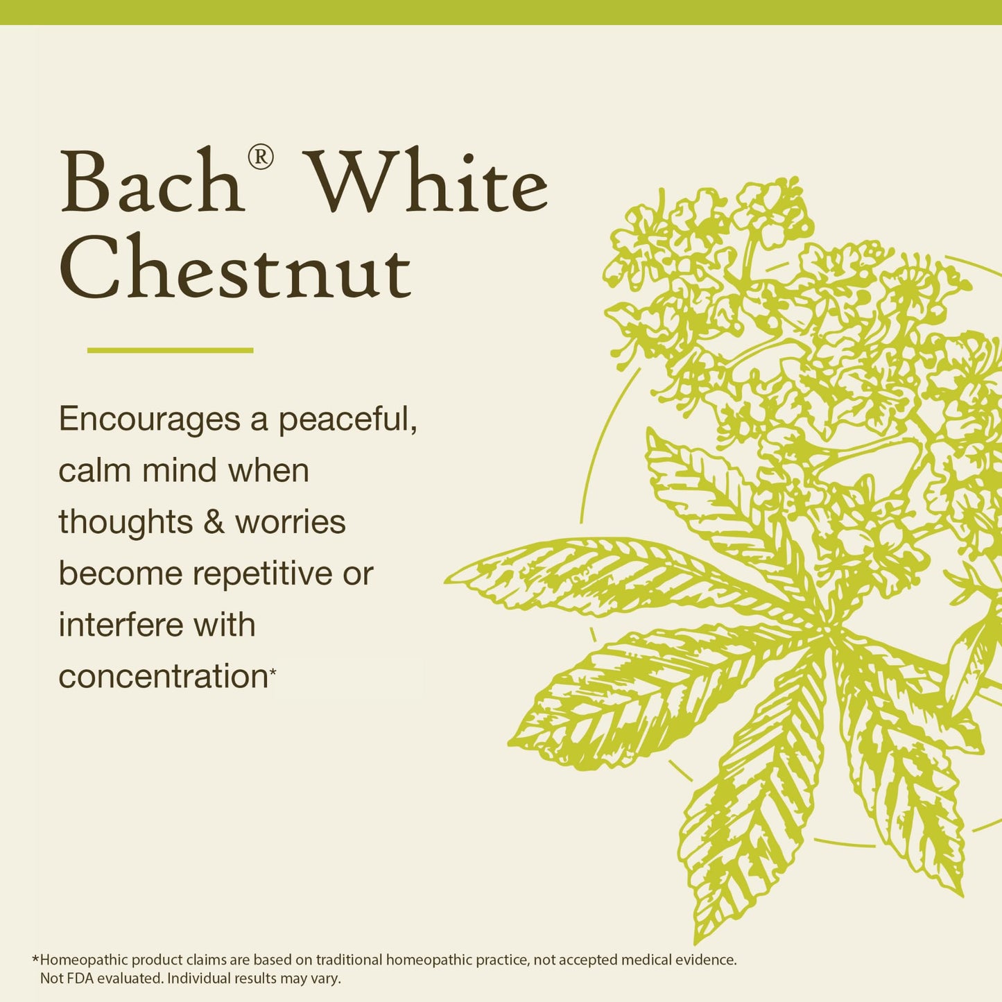 Bach White Chestnut Flower Remedy – Calm the Mind | 20mL Dropper