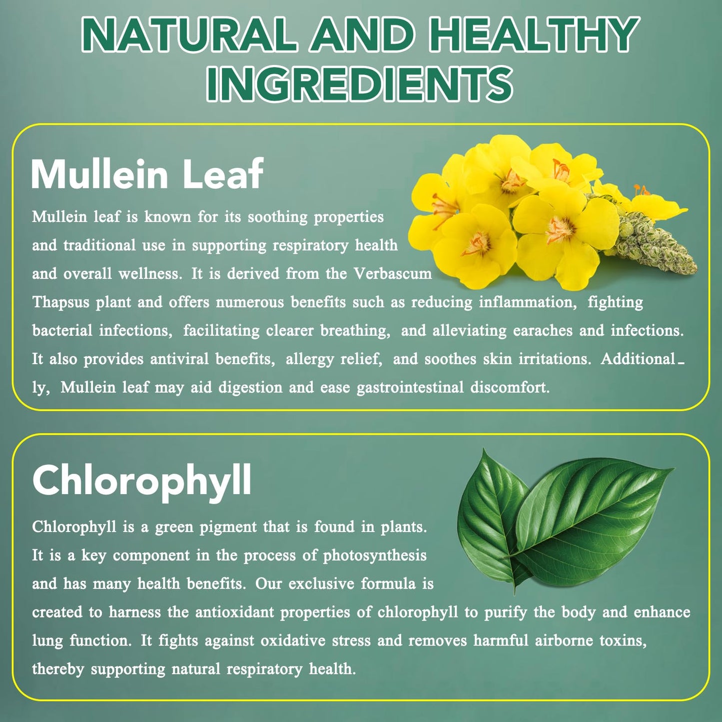 Mullein Drops for Lungs – Natural Leaf Extract & Chlorophyll (2 oz)