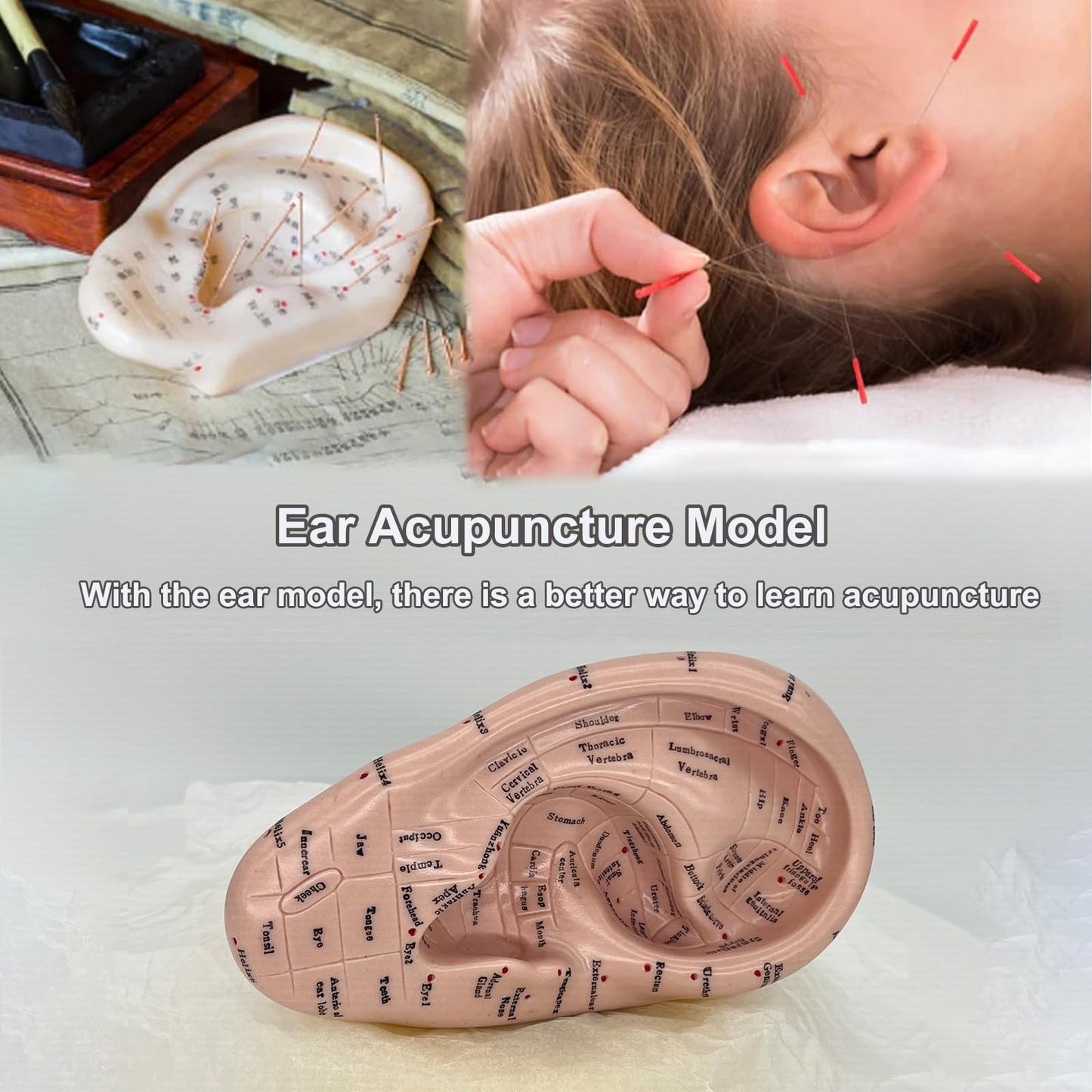 Ear Acupuncture Model 17cm – Ear Zone Model, Ear Massage, Ear Acupoints Learning