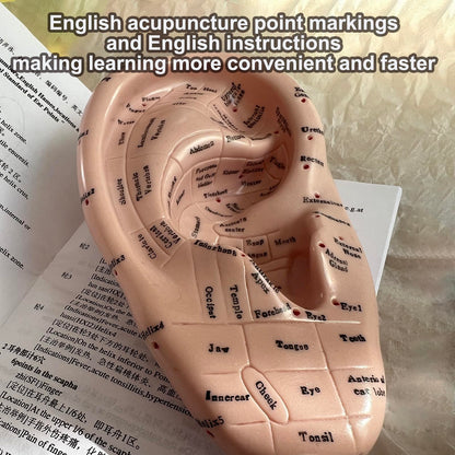 Ear Acupuncture Model 17cm – Ear Zone Model, Ear Massage, Ear Acupoints Learning
