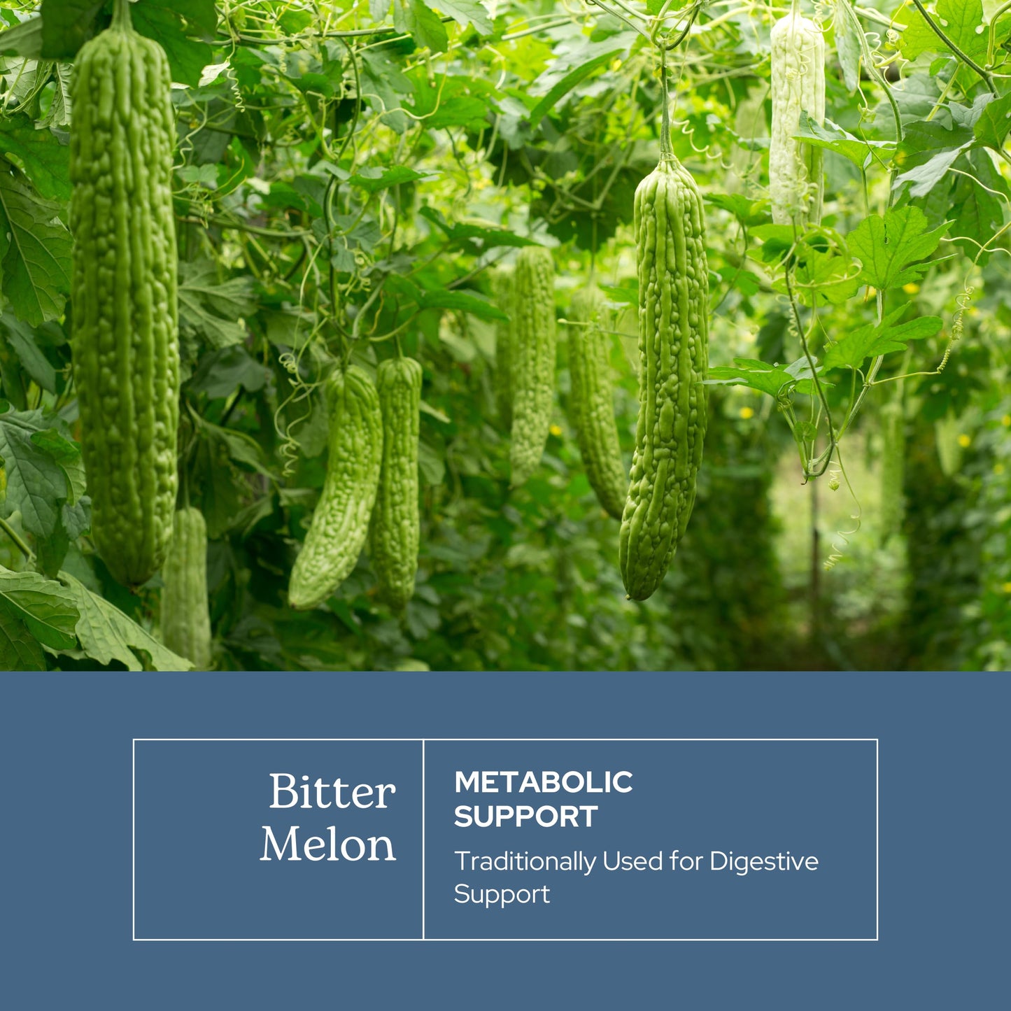 Eclectic Institute Bitter Melon 90 CT | Raw Freeze-Dried 200 mg | Non-GMO, Vegan