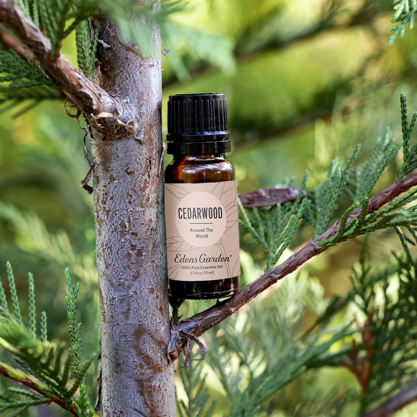 Edens Garden Cedarwood Around The World Essential Oil – 100% Pure Premium Grade, 10 ml