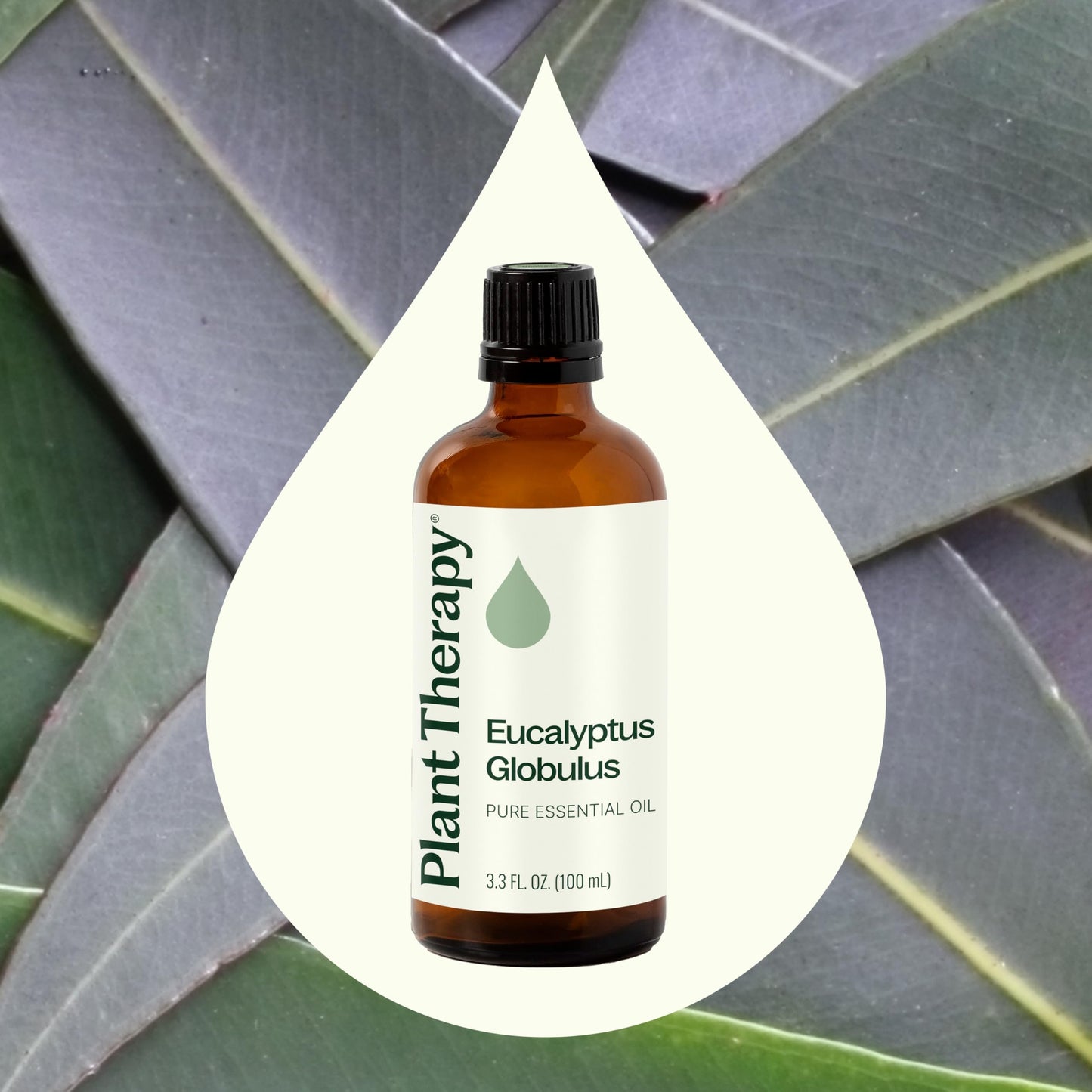 Plant Therapy Eucalyptus Globulus Essential Oil 100 mL (3.3 oz) | Pure & Therapeutic