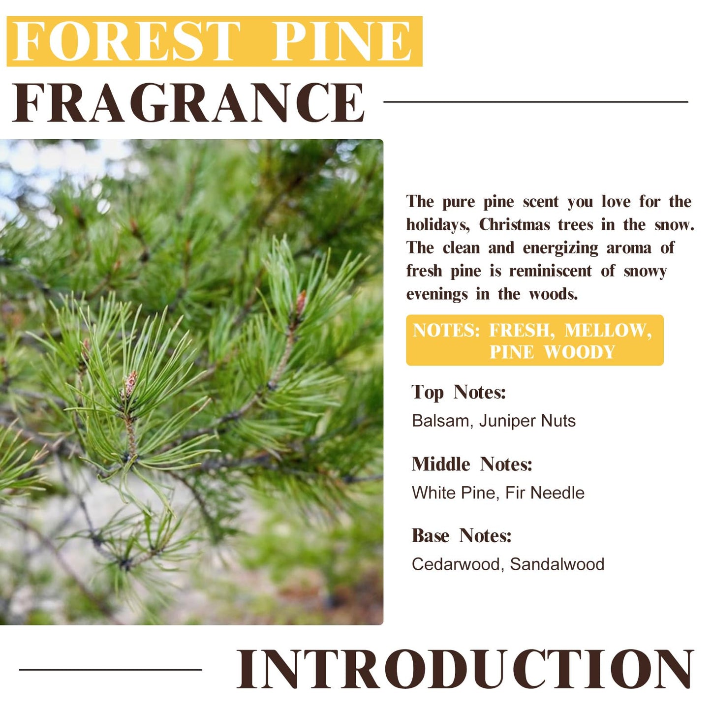 EUQEE Forest Pine Fragrance Oil – Premium 60ml / 2.02 fl oz with Glass Dropper | Diffusers, Candles, Soaps
