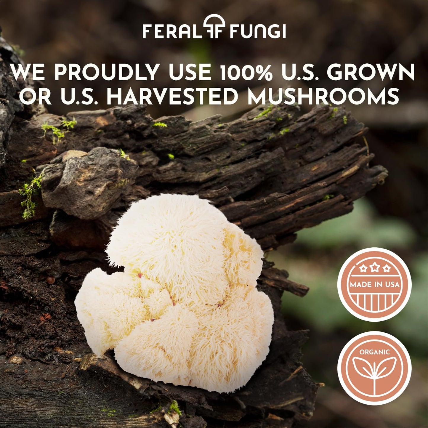 Feral Fungi Lion's Mane Tincture - 1 oz | 100% Pure USA-Grown Mushroom Extract