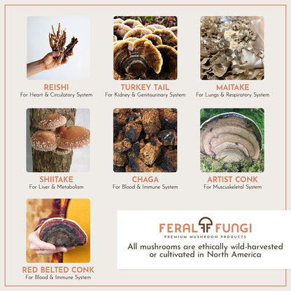 Feral Fungi Myco-Vitality Tincture – 100% Pure USA Mushroom Extract 1 oz
