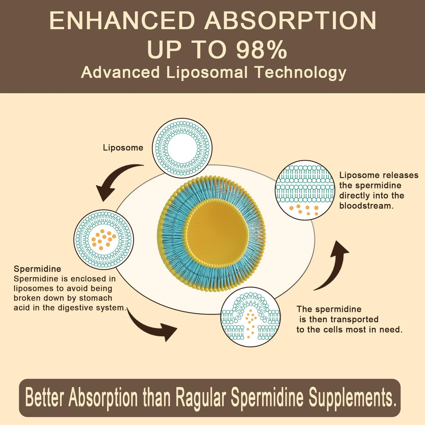 Sohahila Spermidine Supplement 15 MG – Liposomal, 99% Purity, 180 Softgels with Fermented Wheat Germ Extract