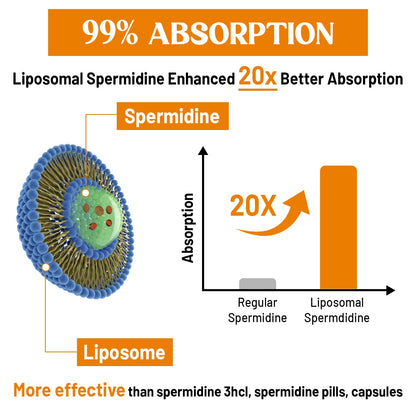 CORPORALIGHT 30mg Spermidine Supplement – High Absorption Liposome Delivery, Fermented Wheat Germ Extract, 180 Softgels