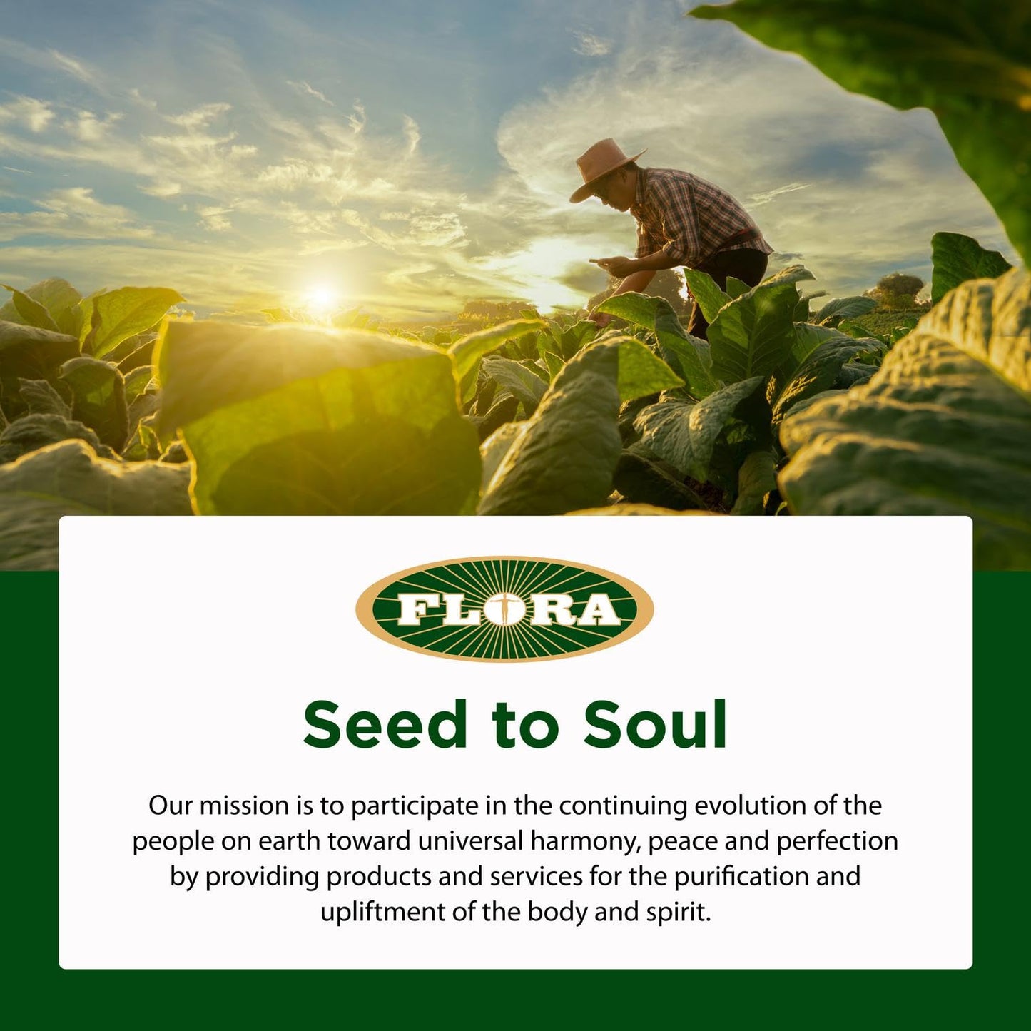 Flora Flax Oil – Cold-Pressed, Organic, Non-GMO, 32 oz Amber Bottle