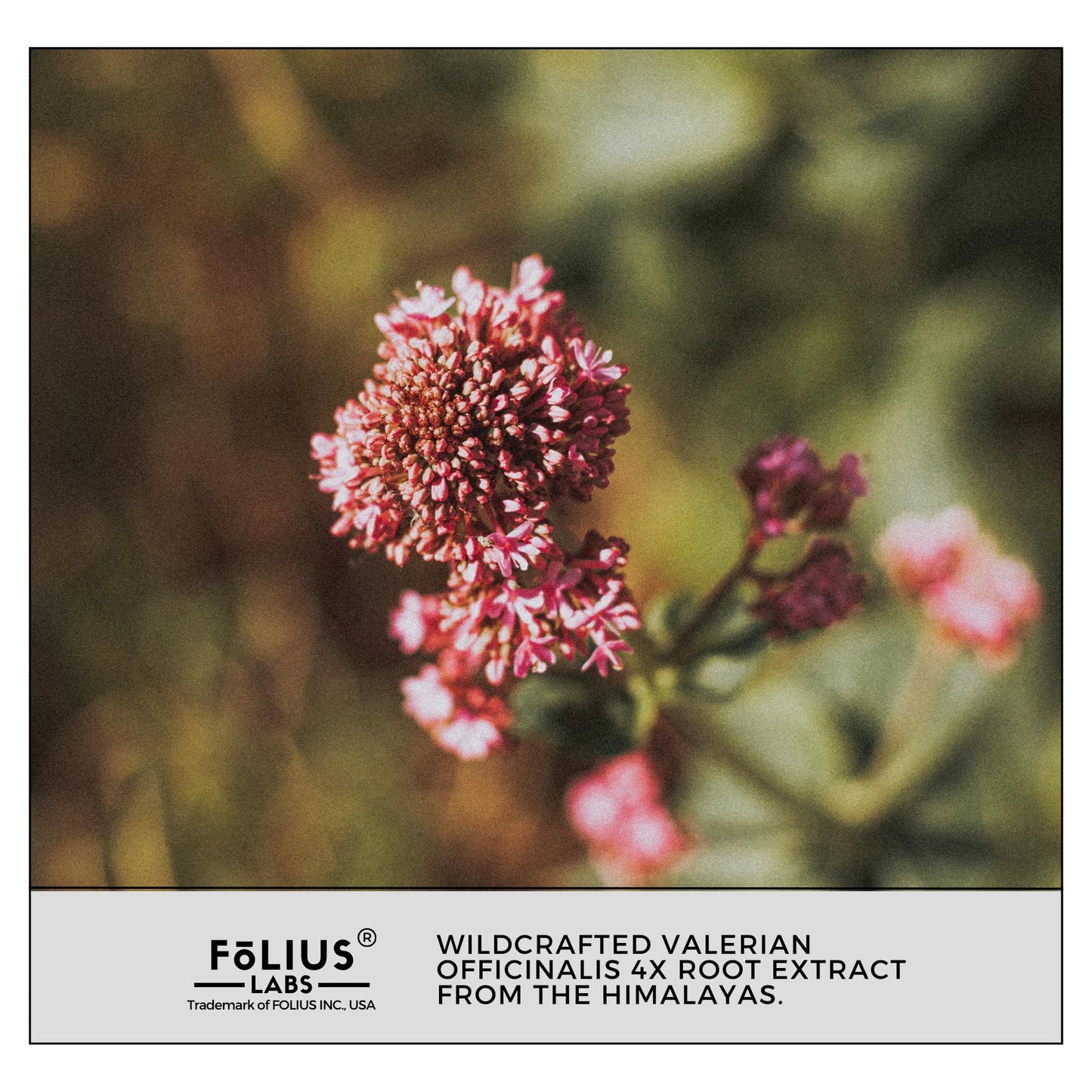 FOLIUS LABS Valerian Root 4:1 Extract Capsules 750mg – 60 Capsules | Gluten Free, Non-GMO, Optimized Active Purity, 4X Concentration