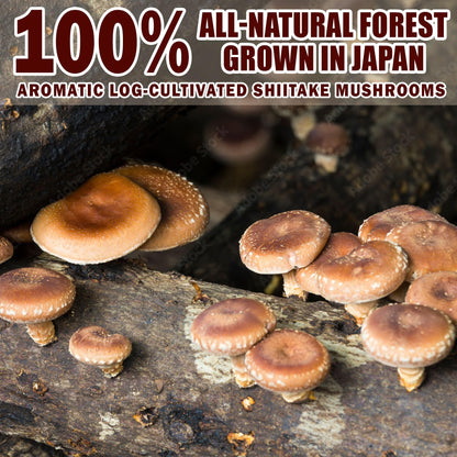 Japanese Shiitake Umami Powder 1.4oz – 100% Natural, No MSG | Towa Kanbutu