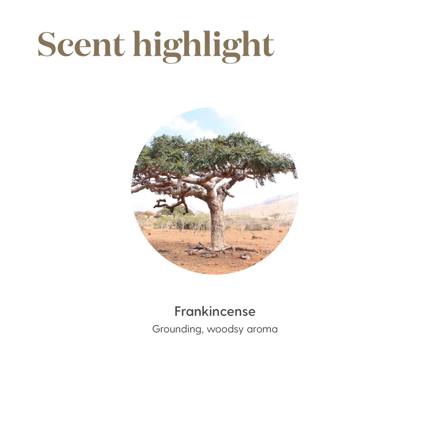 Frankincense Essential Oil 15ml by Young Living Essential Oils