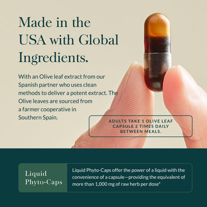 Gaia Herbs Olive Leaf - Traditional Immune Support with Oleuropein | 120 Vegan Liquid Phyto-Caps