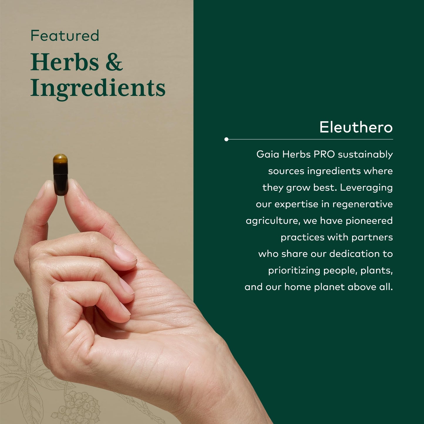 Gaia Herbs PRO Eleuthero - Adaptogen Supplement for Stress & Energy | 60 Vegan Liquid Phyto-Capsules (60 Servings)