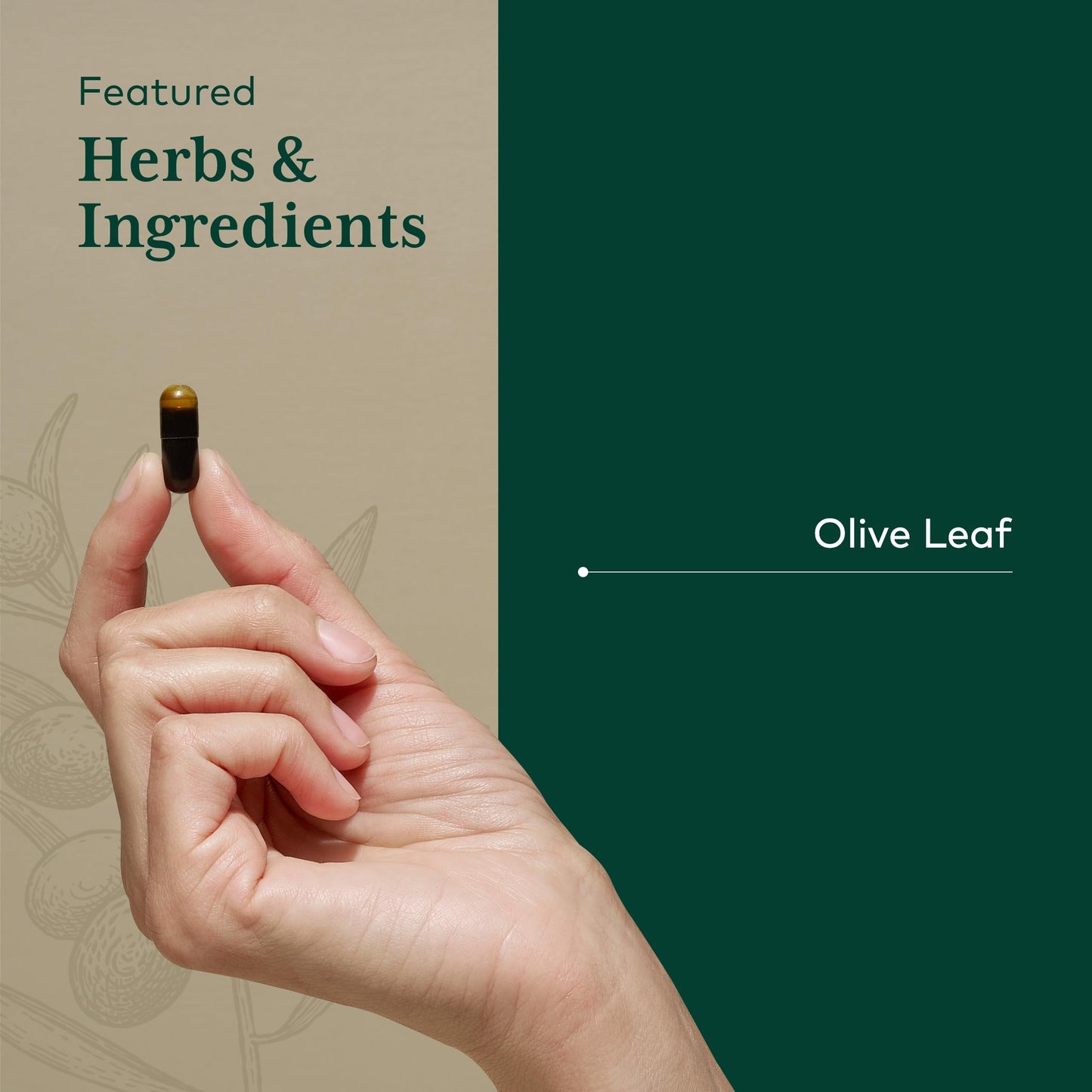 Gaia Herbs PRO Olive Leaf 1360 | Immune & Heart Health | Gluten-Free