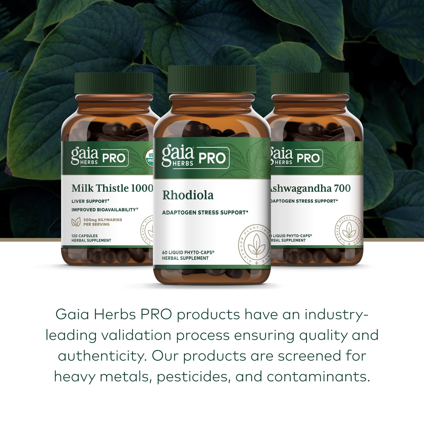 GAIA HERBS PRO Rhodiola - Energy Support Supplement - Adaptogen with Rhodiola Root Extract - Vegan Gluten-Free Soy-Free - 60 Phyto-Caps (30 Servings)